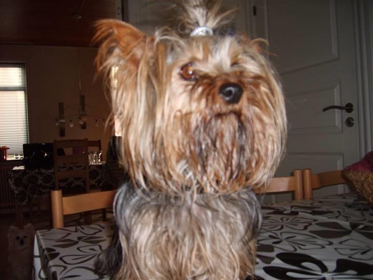 Australian silky terrier Luna R:I:P billede 17
