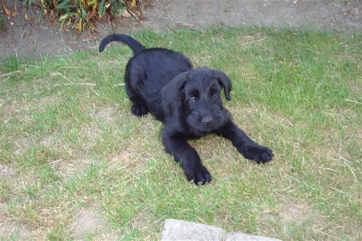 Riesenschnauzer Joey - Her er jeg 9 uger gammel billede 2