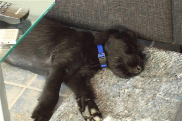 Riesenschnauzer Joey - Så skal der slappes af  billede 3