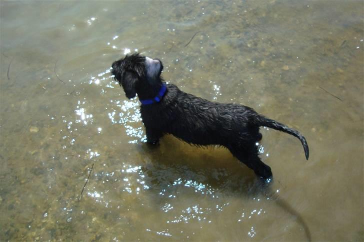 Riesenschnauzer Joey billede 4