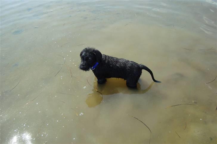 Riesenschnauzer Joey - MIn første gang i vand  billede 5