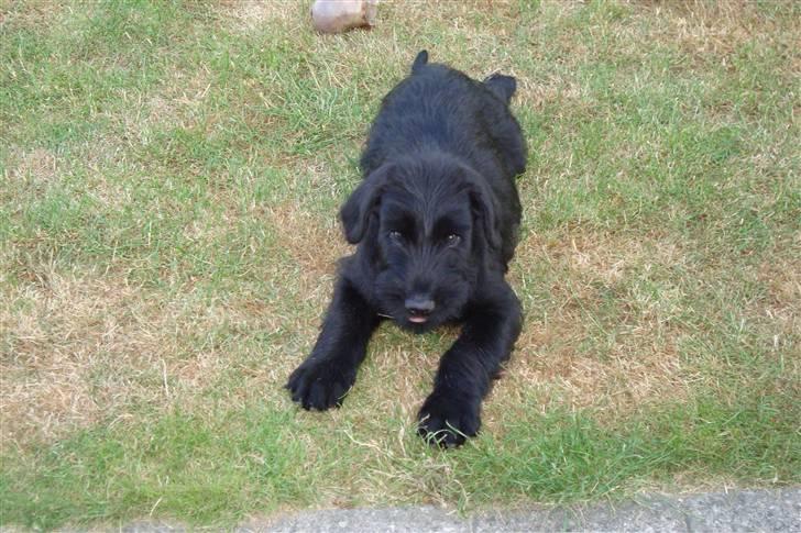 Riesenschnauzer Joey billede 6