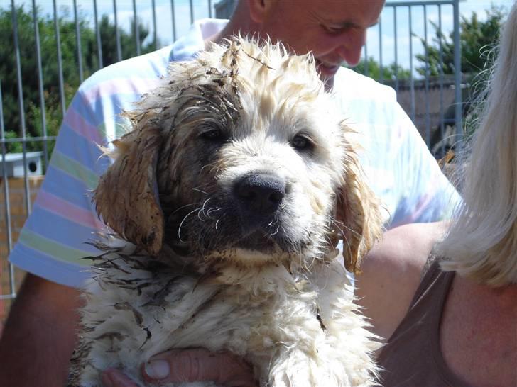 Golden retriever Bluzz - Bluzz 7 uger, meget glad for vand og jord :0) billede 1