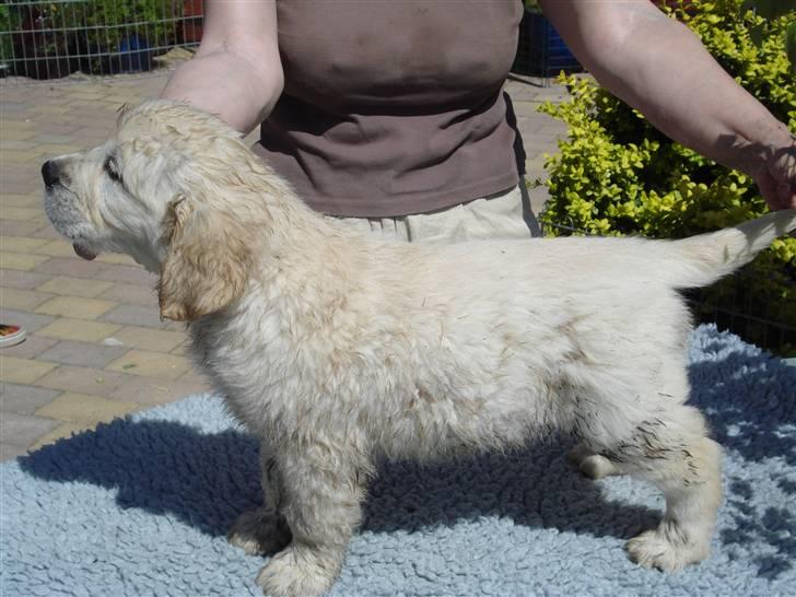 Golden retriever Bluzz - Bluzz 8 uger.. Dejlig dreng... billede 2