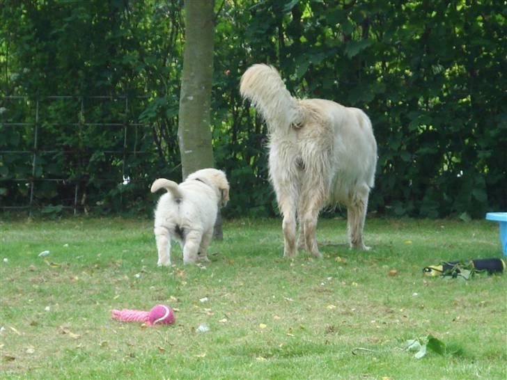 Golden retriever Bluzz - Bluzz 8 uger, hygger med Djazz i haven billede 3