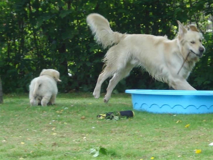 Golden retriever Bluzz - Bluzz 8 uger, så bliver der  leget fangeleg.. :0) billede 4