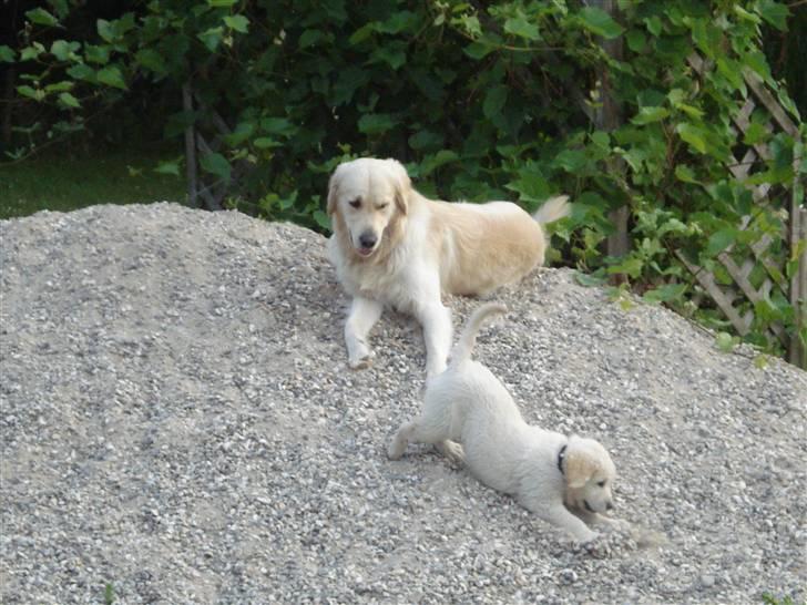 Golden retriever Bluzz - Bluzz 9 uger.. skønt med en grusbunke, der kan leges på... billede 5