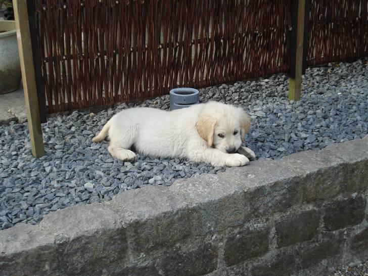 Golden retriever Bluzz - Bluzz 9 uger, hyggetid  billede 6