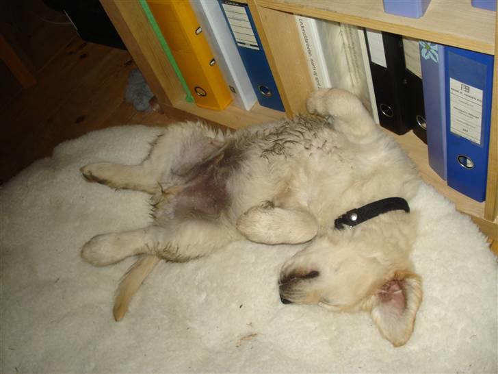 Golden retriever Bluzz - Bluzz 9 uger, så man færdig.. Godnat billede 7