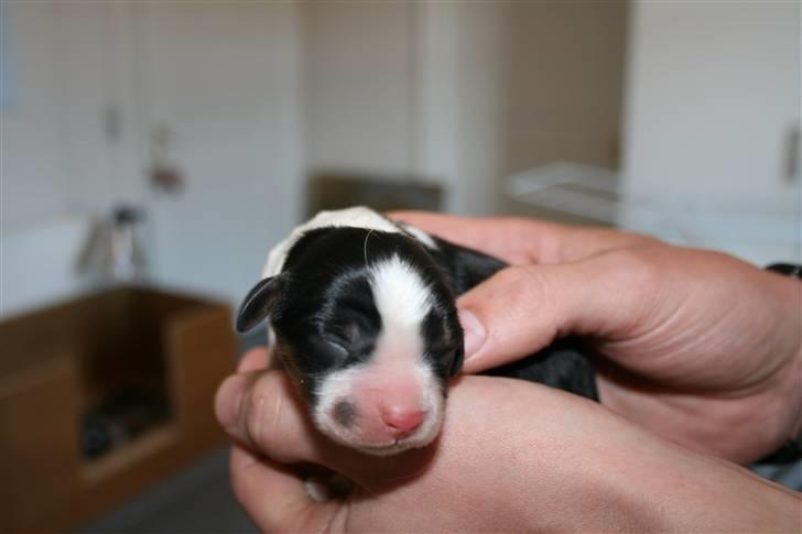 Cavalier king charles spaniel Funders First Bailey billede 1