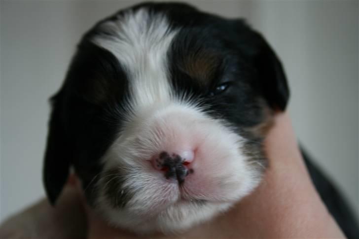 Cavalier king charles spaniel Funders First Bailey billede 2