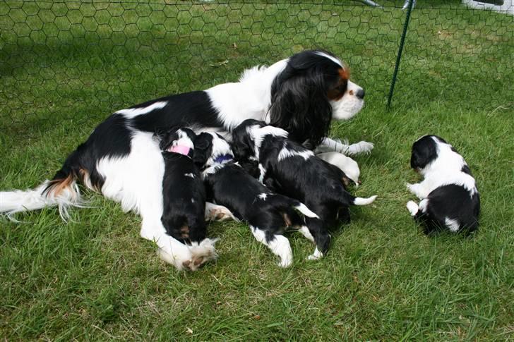 Cavalier king charles spaniel Funders First Bailey billede 3