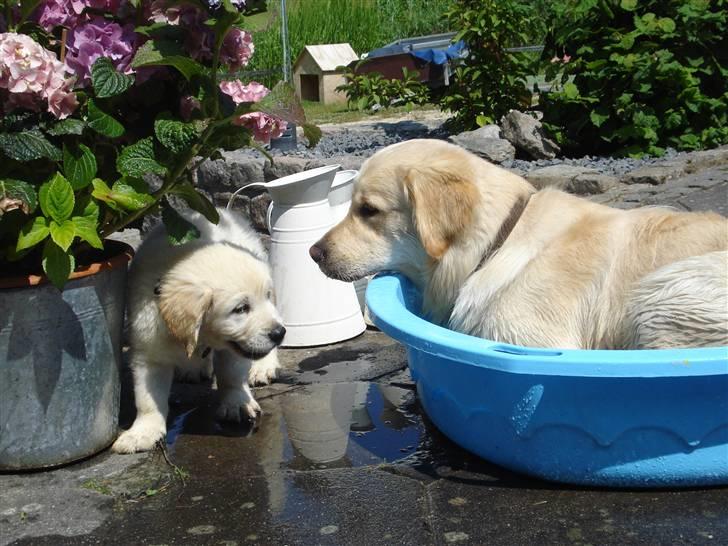 Golden retriever Bluzz - Bluzz 8 uger, hvordan mon jeg kommer op i bassinet ? billede 8