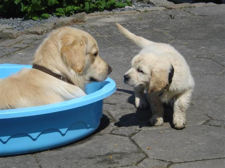 Golden retriever Bluzz - Bluzz 8 uger, hvordan mon jeg kommer op i bassinet ? prøver fra den anden side. billede 9