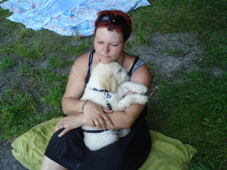 Golden retriever Bluzz - Bluzz 8 uger, sover trykt i mors arme, efter endt badetur billede 10