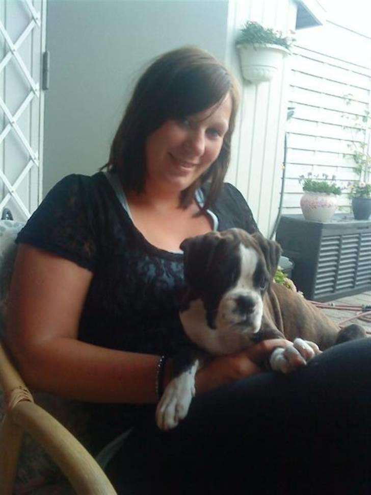 Boxer cesi billede 7