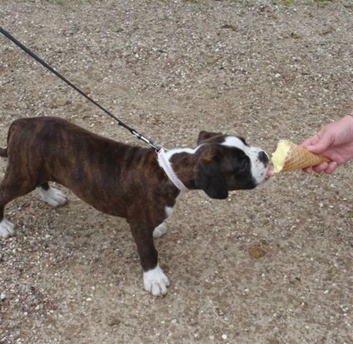 Boxer cesi billede 8