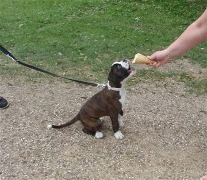 Boxer cesi billede 9