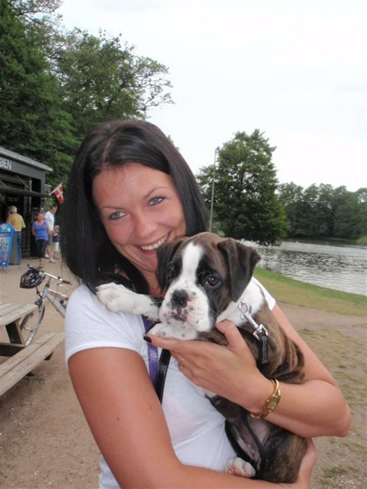 Boxer cesi billede 10