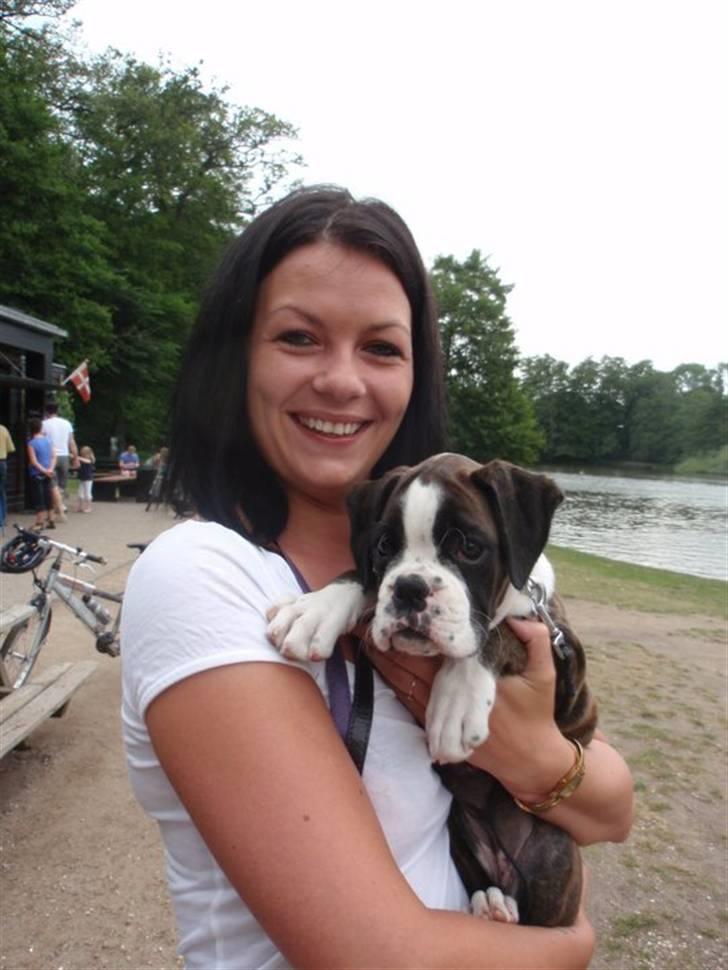 Boxer cesi billede 11