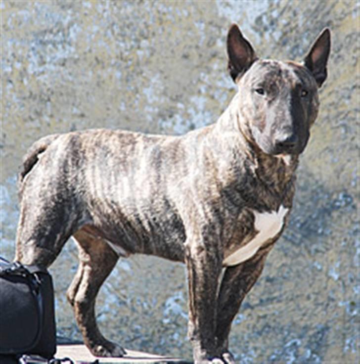 Bullterrier miniature Max billede 12