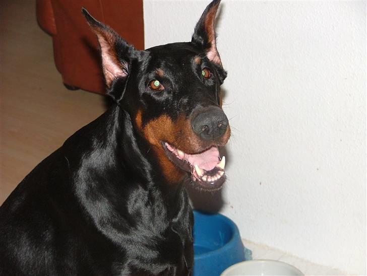 Dobermann Duna Van't Liethohof billede 1