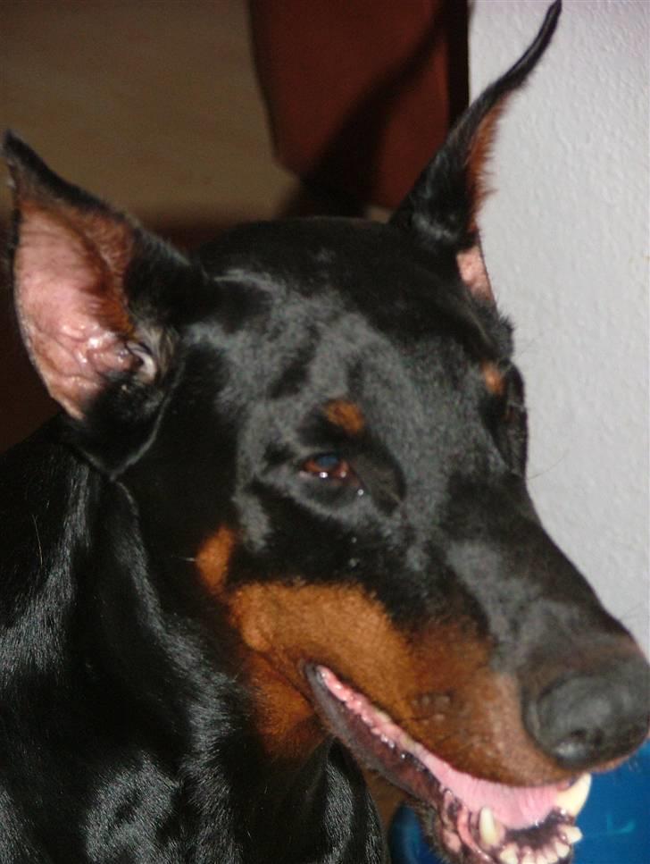 Dobermann Duna Van't Liethohof billede 2