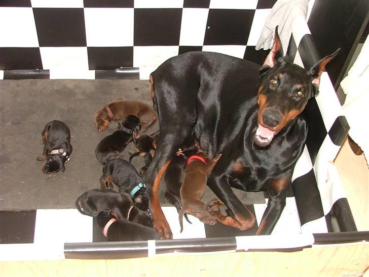 Dobermann Duna Van't Liethohof billede 3