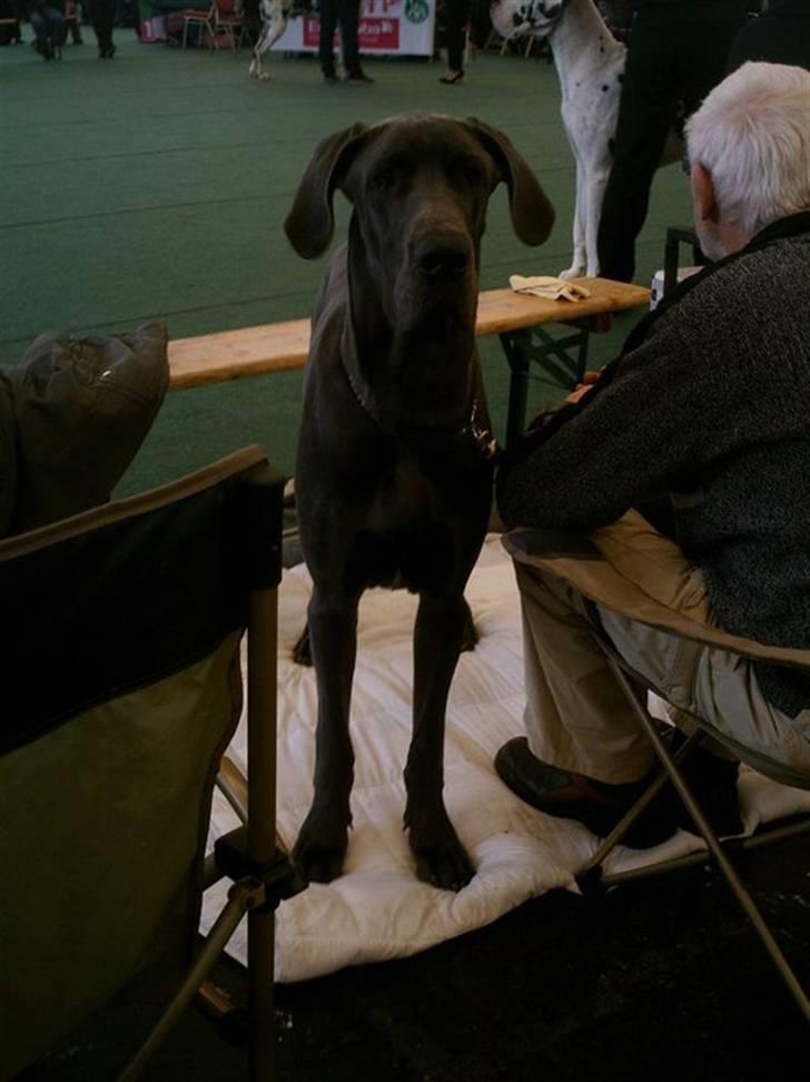 Grand danois Ninja  billede 1