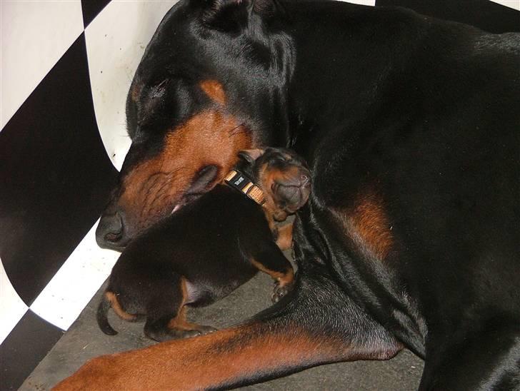 Dobermann Duna Van't Liethohof billede 4