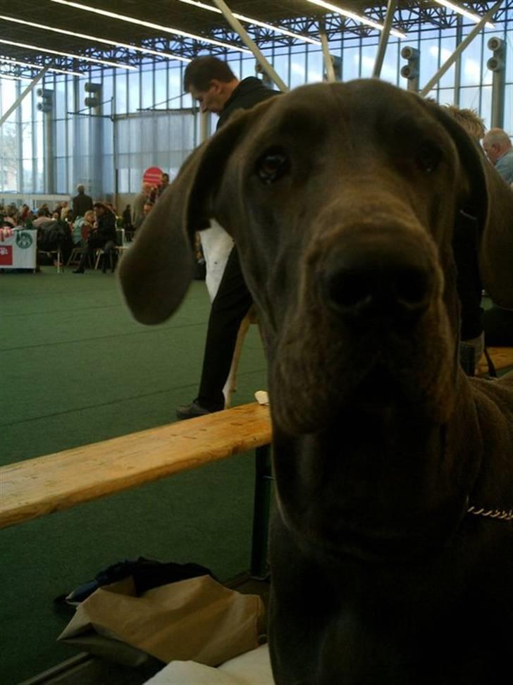 Grand danois Ninja  billede 2