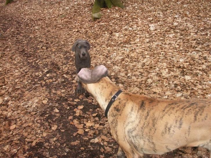 Grand danois Ninja  - Nøøøj, du stor tænker ninja. billede 3