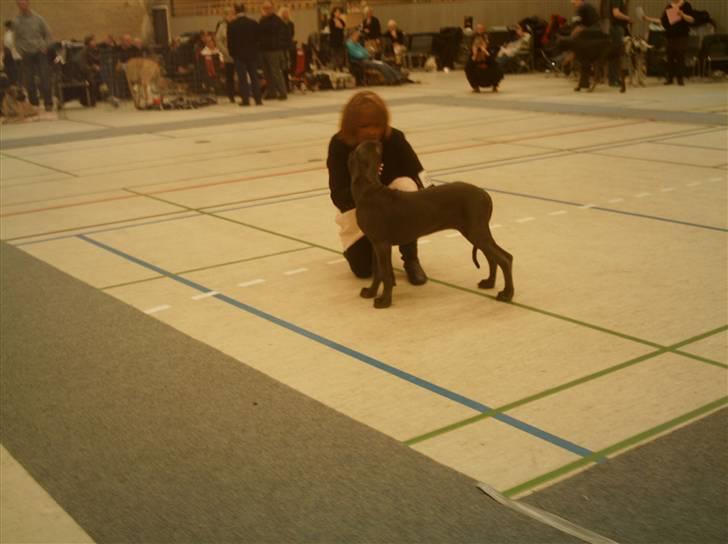 Grand danois Ninja  billede 4