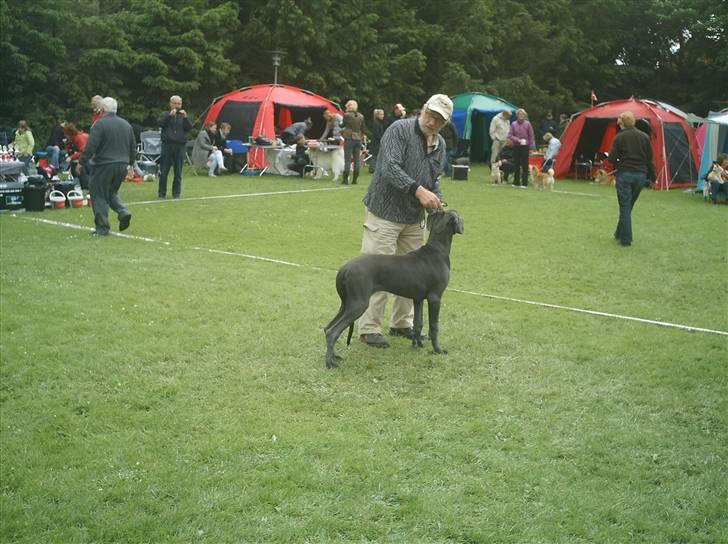 Grand danois Ninja  billede 5