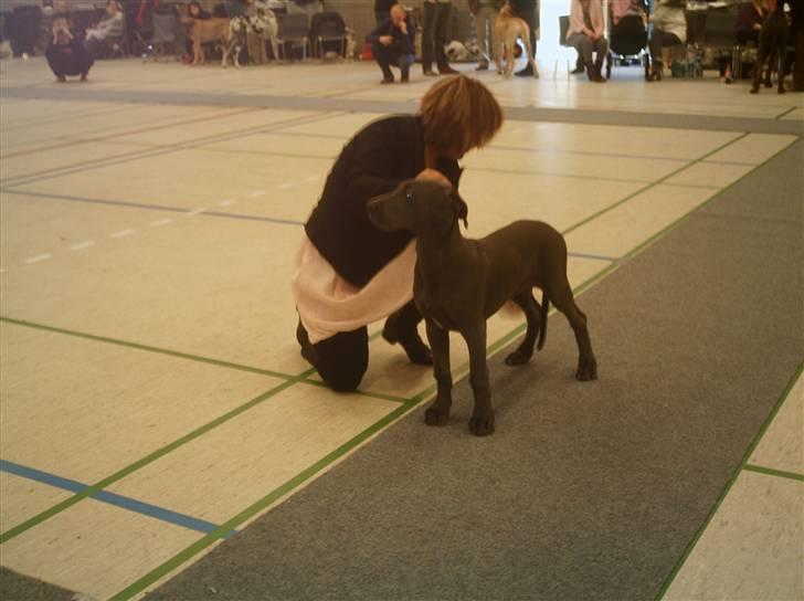 Grand danois Ninja  billede 6