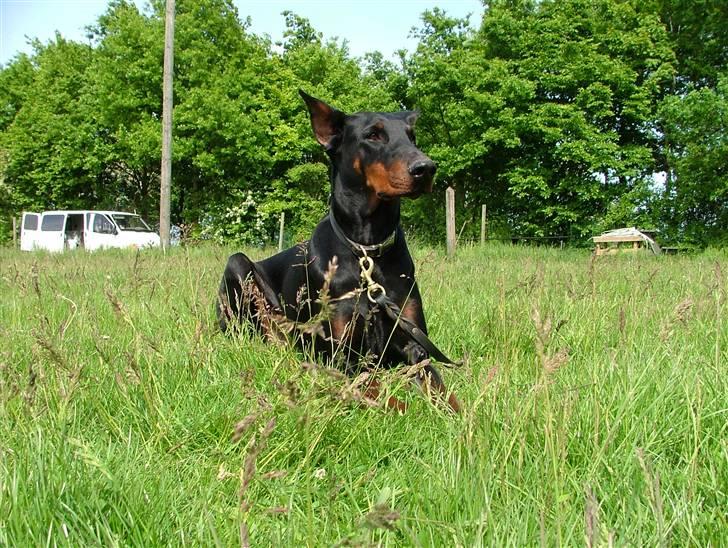 Dobermann Duna Van't Liethohof billede 5