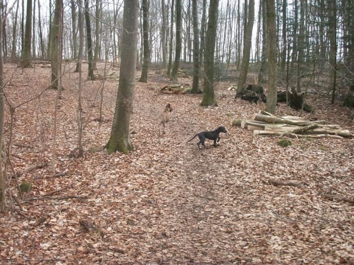 Grand danois Ninja  billede 8