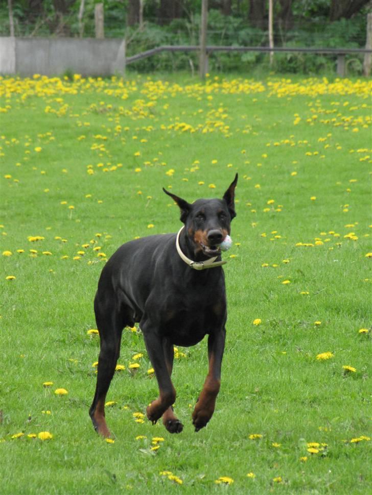 Dobermann Duna Van't Liethohof billede 6