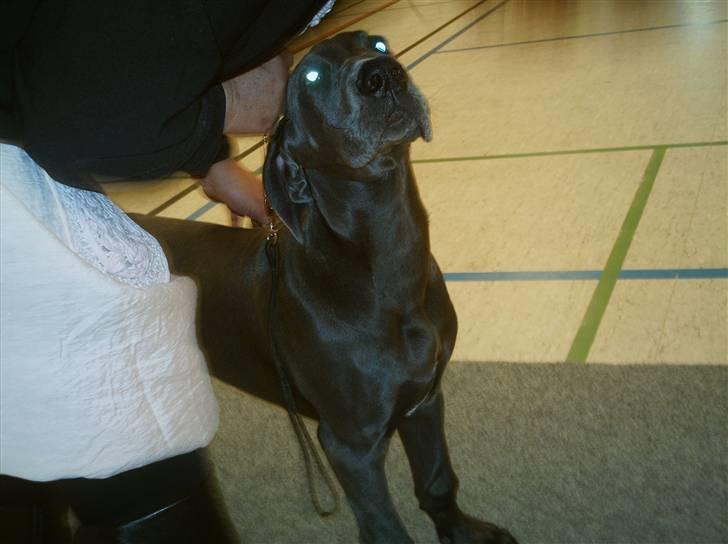 Grand danois Ninja  billede 9