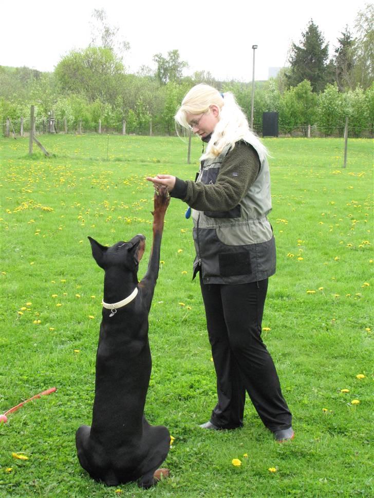 Dobermann Duna Van't Liethohof billede 7