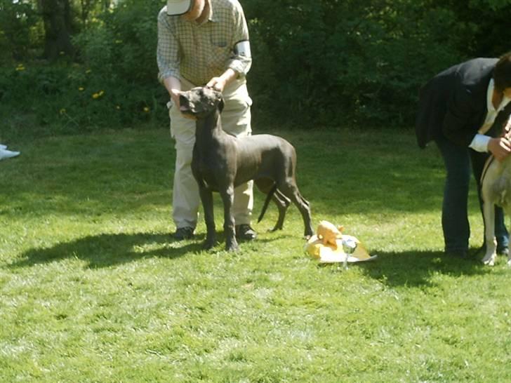 Grand danois Ninja  billede 10