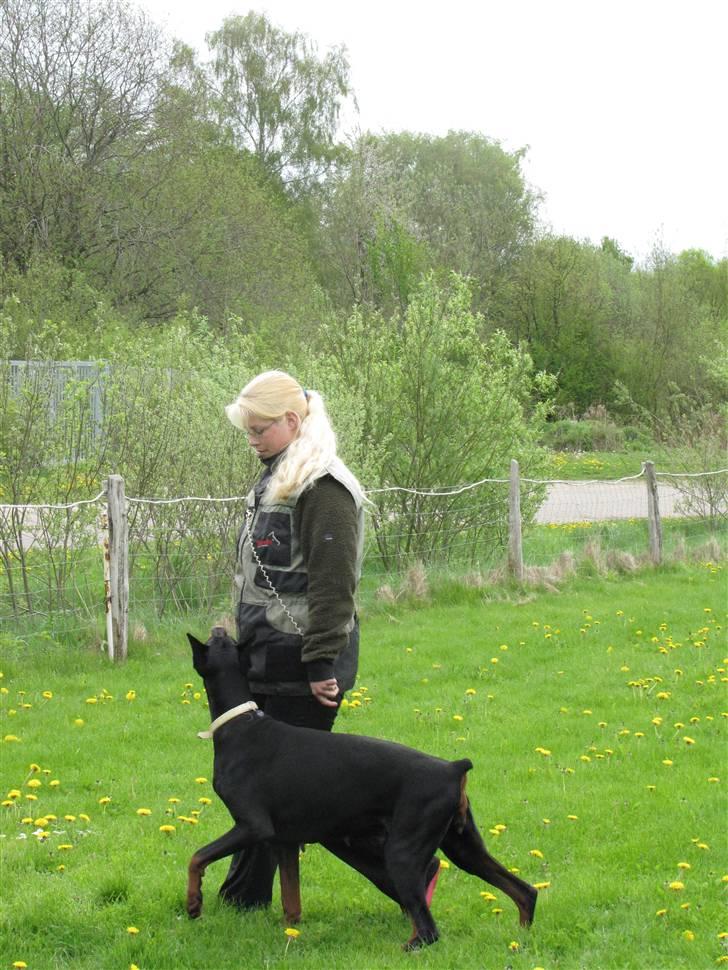 Dobermann Duna Van't Liethohof billede 8