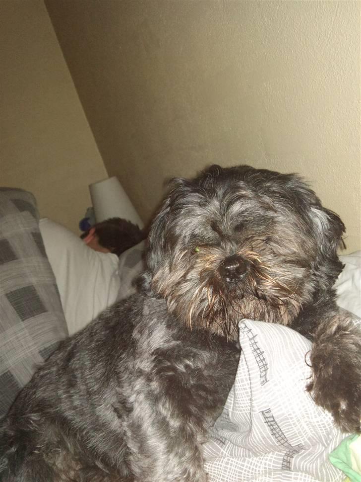 Shih tzu gismo billede 17