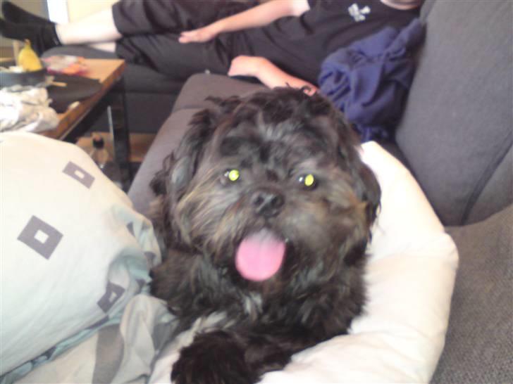 Shih tzu gismo billede 18