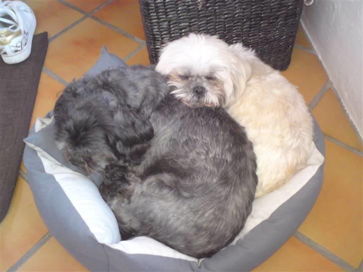 Shih tzu gismo billede 19