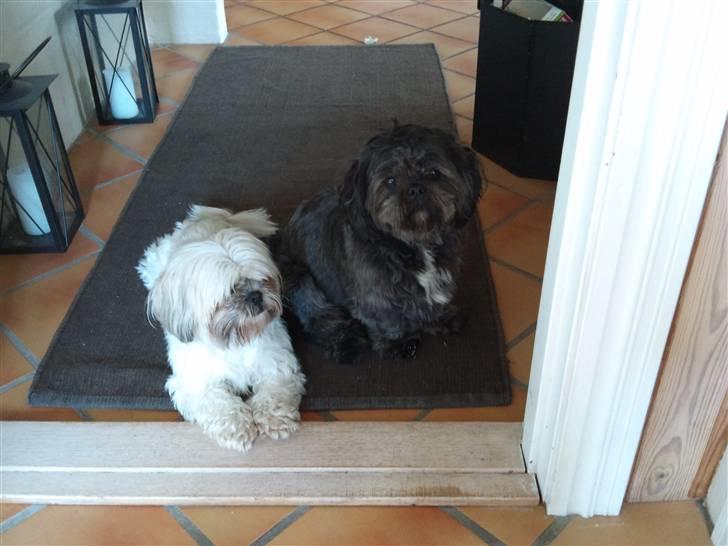 Shih tzu gismo billede 20