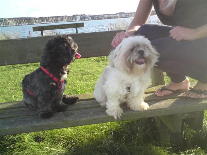 Shih tzu Bella billede 18