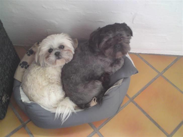 Shih tzu Bella billede 19