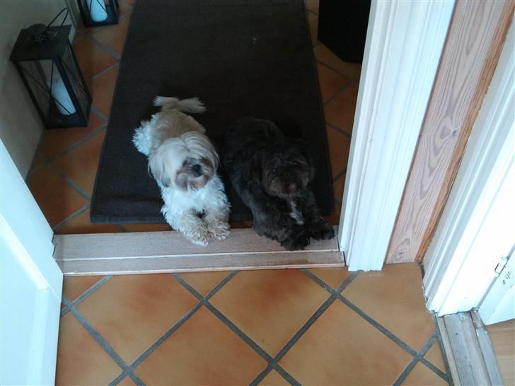 Shih tzu Bella billede 20