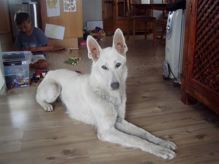 Hvid schæfer Mina - Mina  billede 1